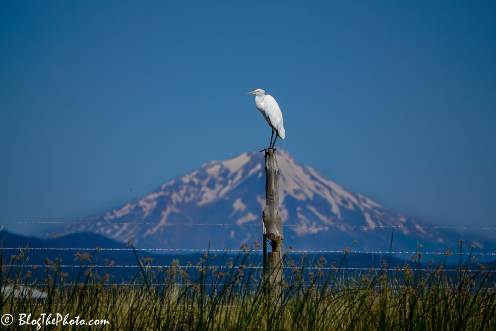 Mt Shasta in the background on the Tule River near Fall River Mills California
